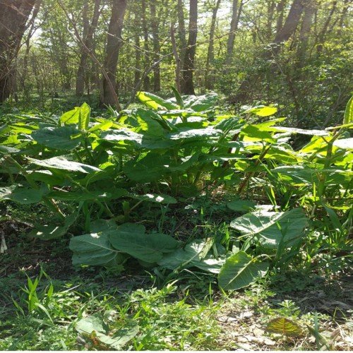 雑草がしげっている